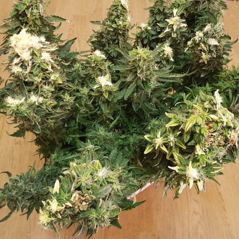 Northern Light Automatic growlog timeline photo