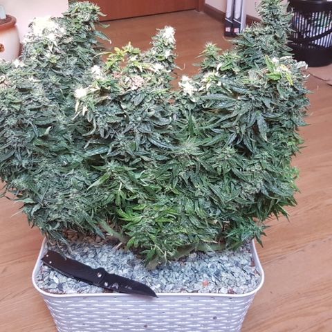 Northern Light Automatic growlog timeline photo