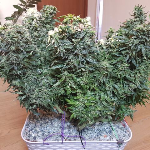 Northern Light Automatic growlog timeline photo