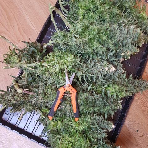 Northern Light Automatic growlog timeline photo