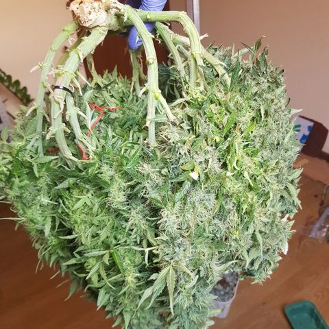Northern Light Automatic growlog timeline photo