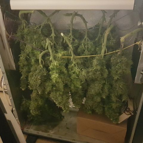 Northern Light Automatic growlog timeline photo