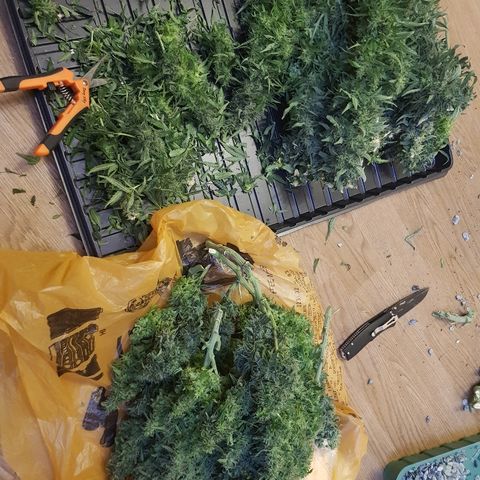 Northern Light Automatic growlog timeline photo