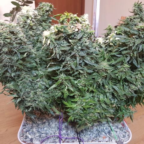 Northern Light Automatic growlog timeline photo