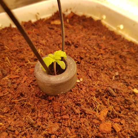 Girl Scout Cookies growlog timeline photo