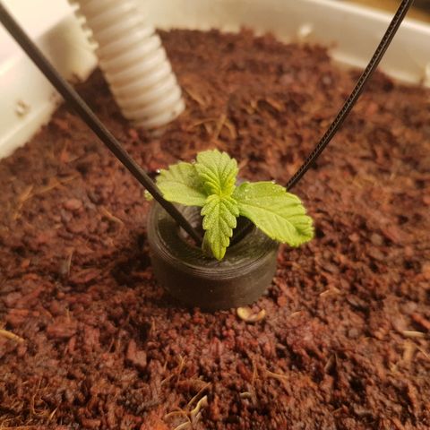 Girl Scout Cookies growlog timeline photo