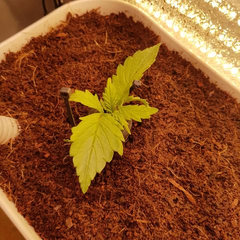 Girl Scout Cookies growlog timeline photo