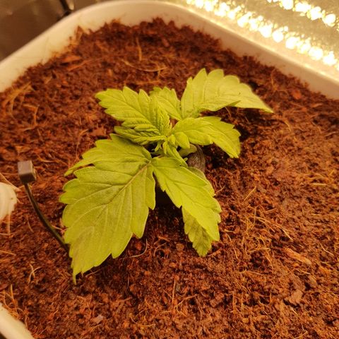 Girl Scout Cookies growlog timeline photo