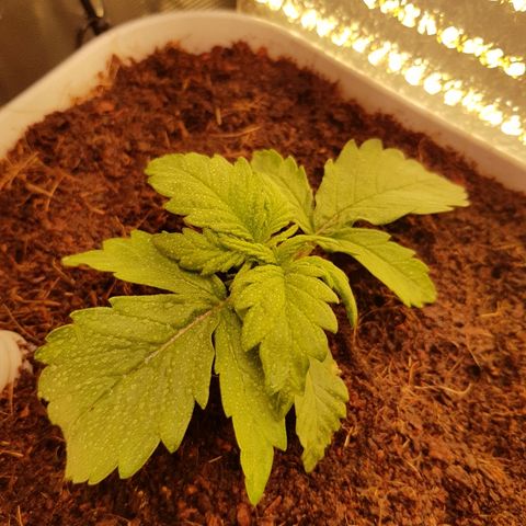 Girl Scout Cookies growlog timeline photo