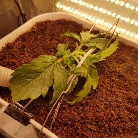 Girl Scout Cookies growlog timeline photo