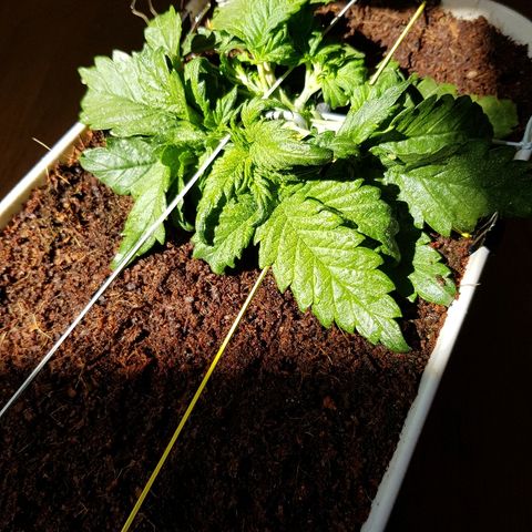 Girl Scout Cookies growlog timeline photo