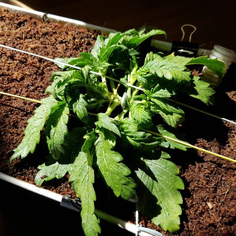 Girl Scout Cookies growlog timeline photo