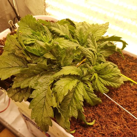 Girl Scout Cookies growlog timeline photo