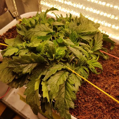 Girl Scout Cookies growlog timeline photo