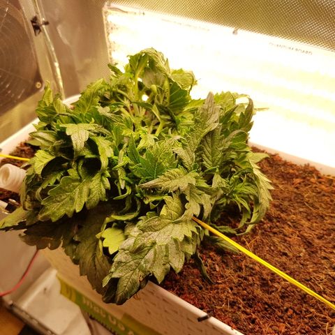 Girl Scout Cookies growlog timeline photo