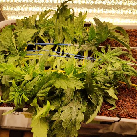 Girl Scout Cookies growlog timeline photo