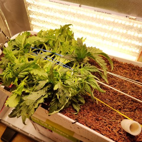 Girl Scout Cookies growlog timeline photo