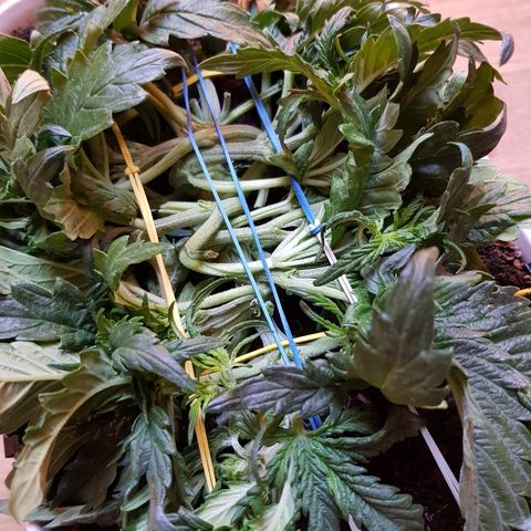 Girl Scout Cookies growlog timeline photo