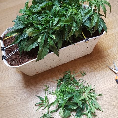Girl Scout Cookies growlog timeline photo