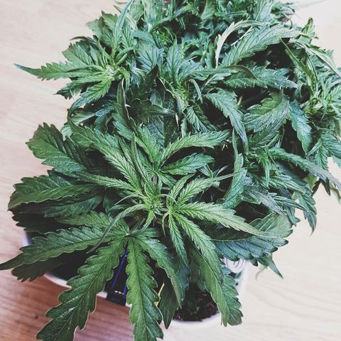 Girl Scout Cookies growlog timeline photo