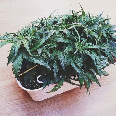 Girl Scout Cookies growlog timeline photo