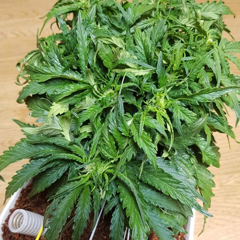 Girl Scout Cookies growlog timeline photo