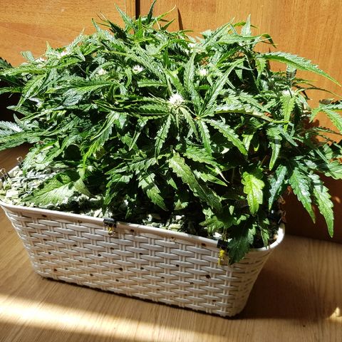 Girl Scout Cookies growlog timeline photo