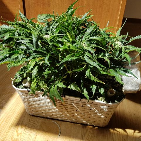 Girl Scout Cookies growlog timeline photo