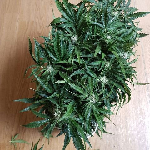 Girl Scout Cookies growlog timeline photo