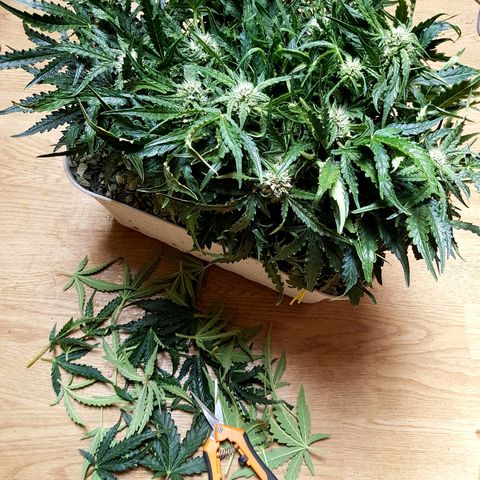 Girl Scout Cookies growlog timeline photo