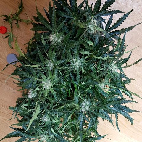 Girl Scout Cookies growlog timeline photo