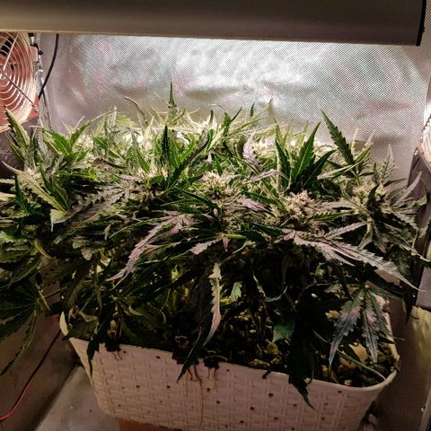 Girl Scout Cookies growlog timeline photo