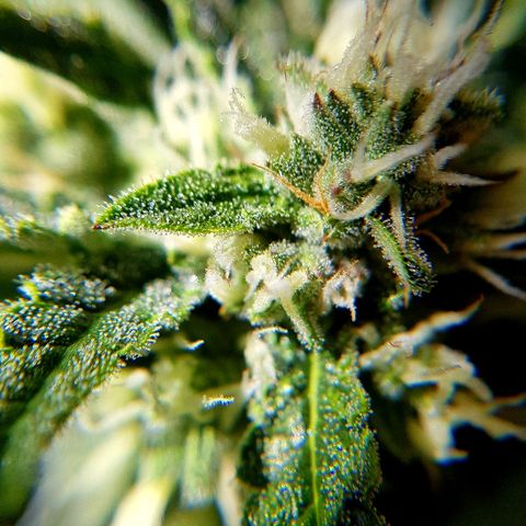 Girl Scout Cookies growlog timeline photo