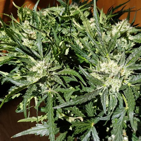 Girl Scout Cookies growlog timeline photo
