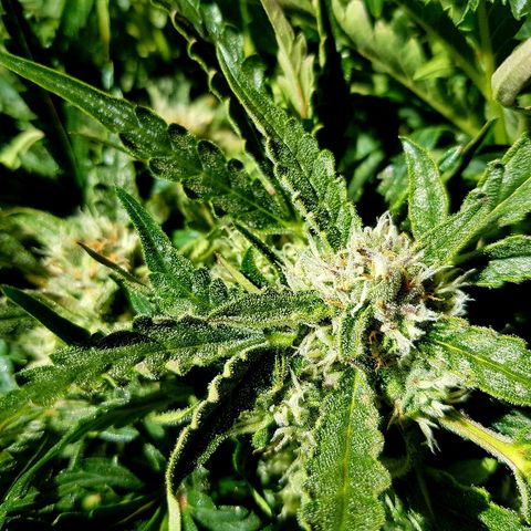 Girl Scout Cookies growlog timeline photo