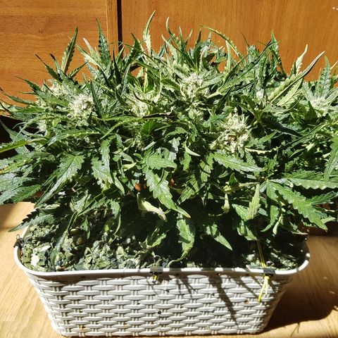 Girl Scout Cookies growlog timeline photo