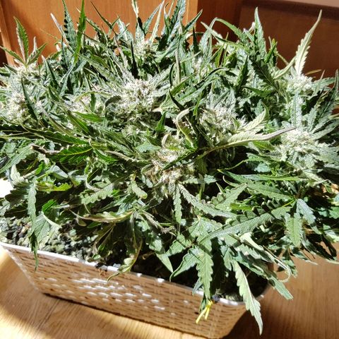 Girl Scout Cookies growlog timeline photo