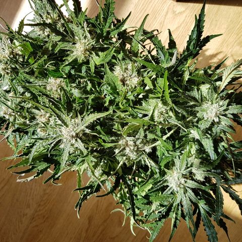 Girl Scout Cookies growlog timeline photo