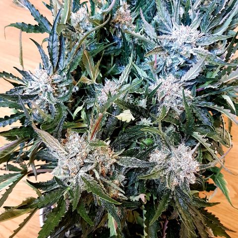 Girl Scout Cookies growlog timeline photo