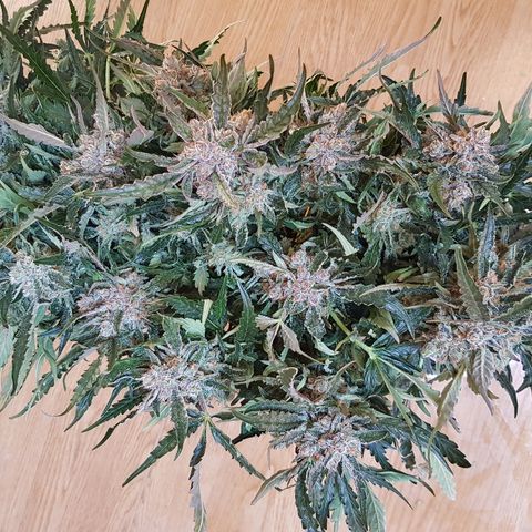 Girl Scout Cookies growlog timeline photo