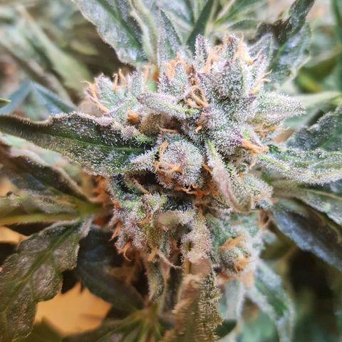 Girl Scout Cookies growlog timeline photo