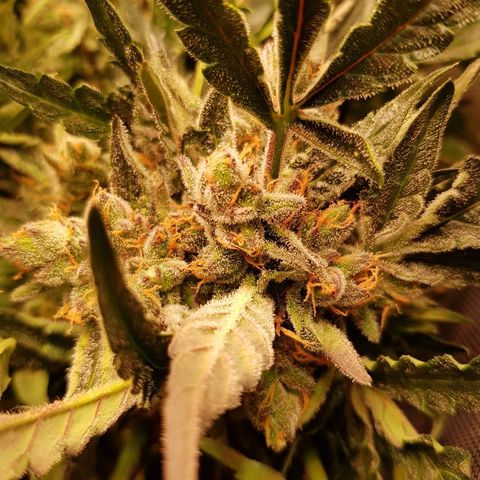 Girl Scout Cookies growlog timeline photo