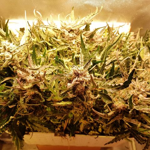 Girl Scout Cookies growlog timeline photo