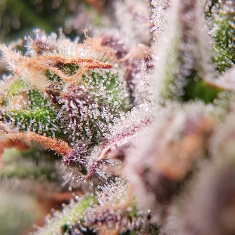Girl Scout Cookies growlog timeline photo