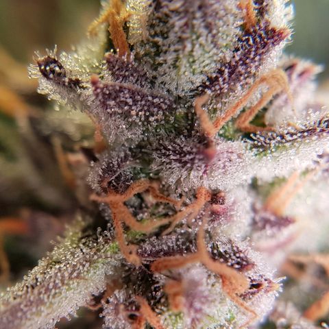 Girl Scout Cookies growlog timeline photo