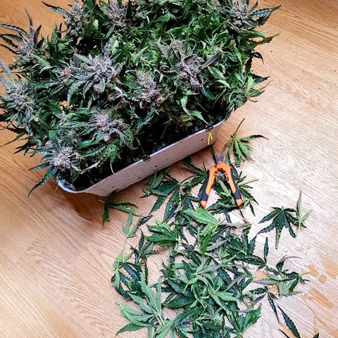 Girl Scout Cookies growlog timeline photo