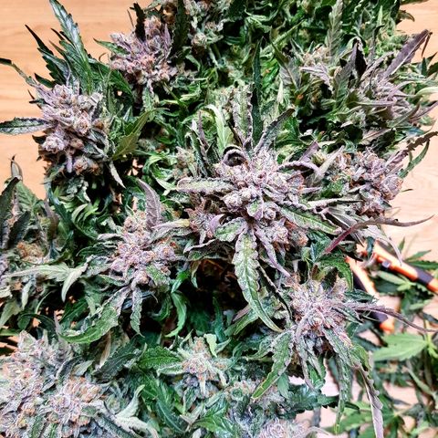 Girl Scout Cookies growlog timeline photo