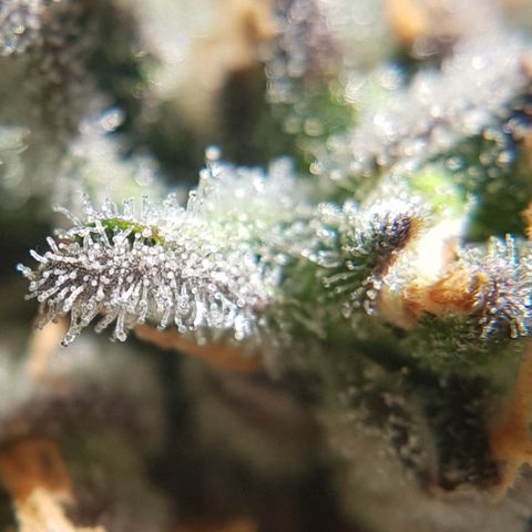 Girl Scout Cookies growlog timeline photo