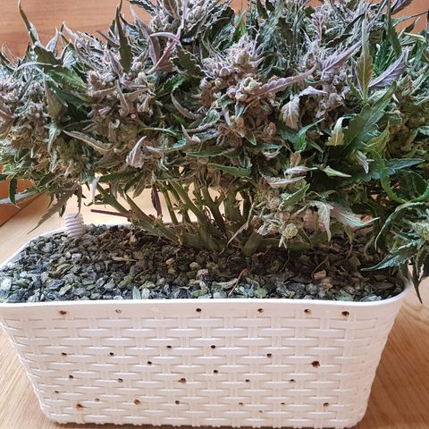 Girl Scout Cookies growlog timeline photo