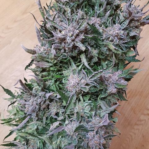 Girl Scout Cookies growlog timeline photo